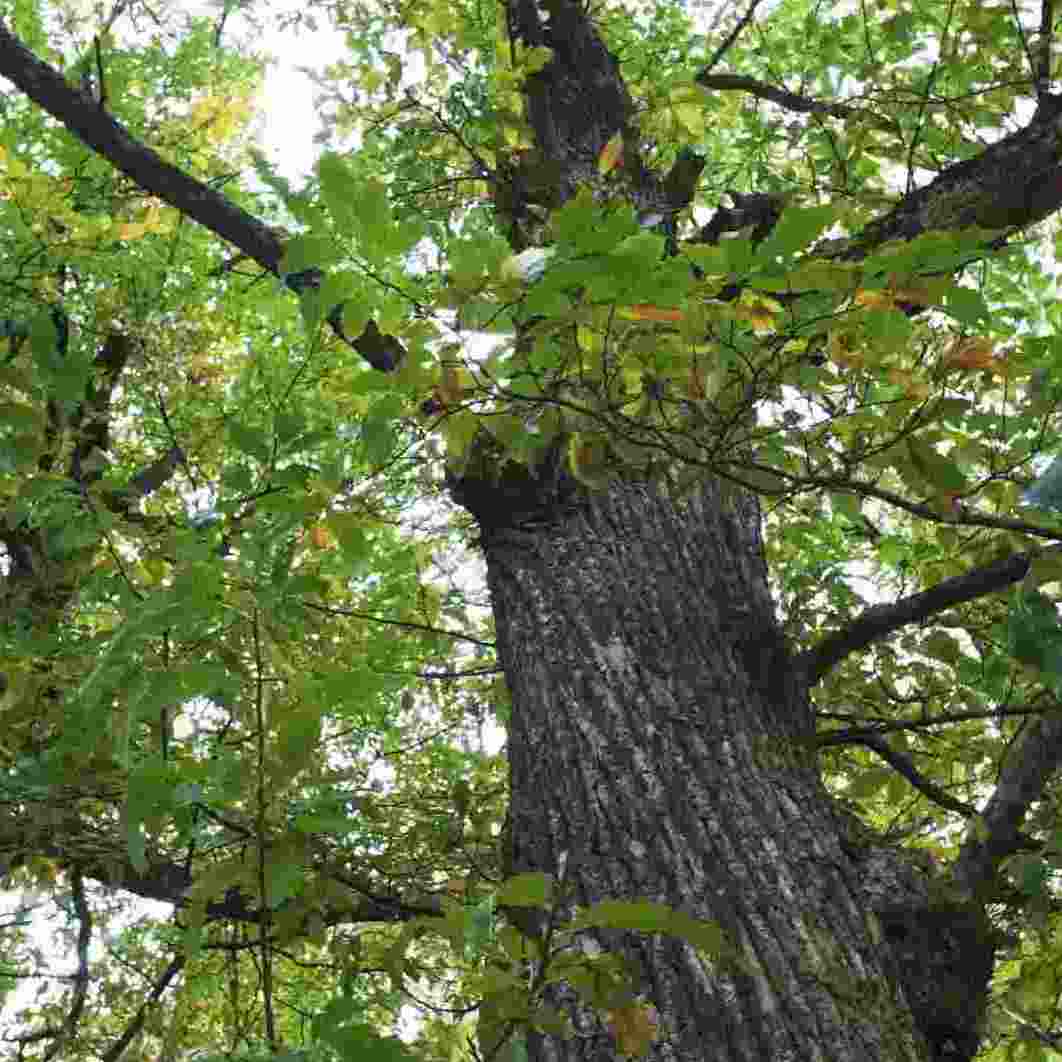 Castaño (Nothofagus dombeyi)