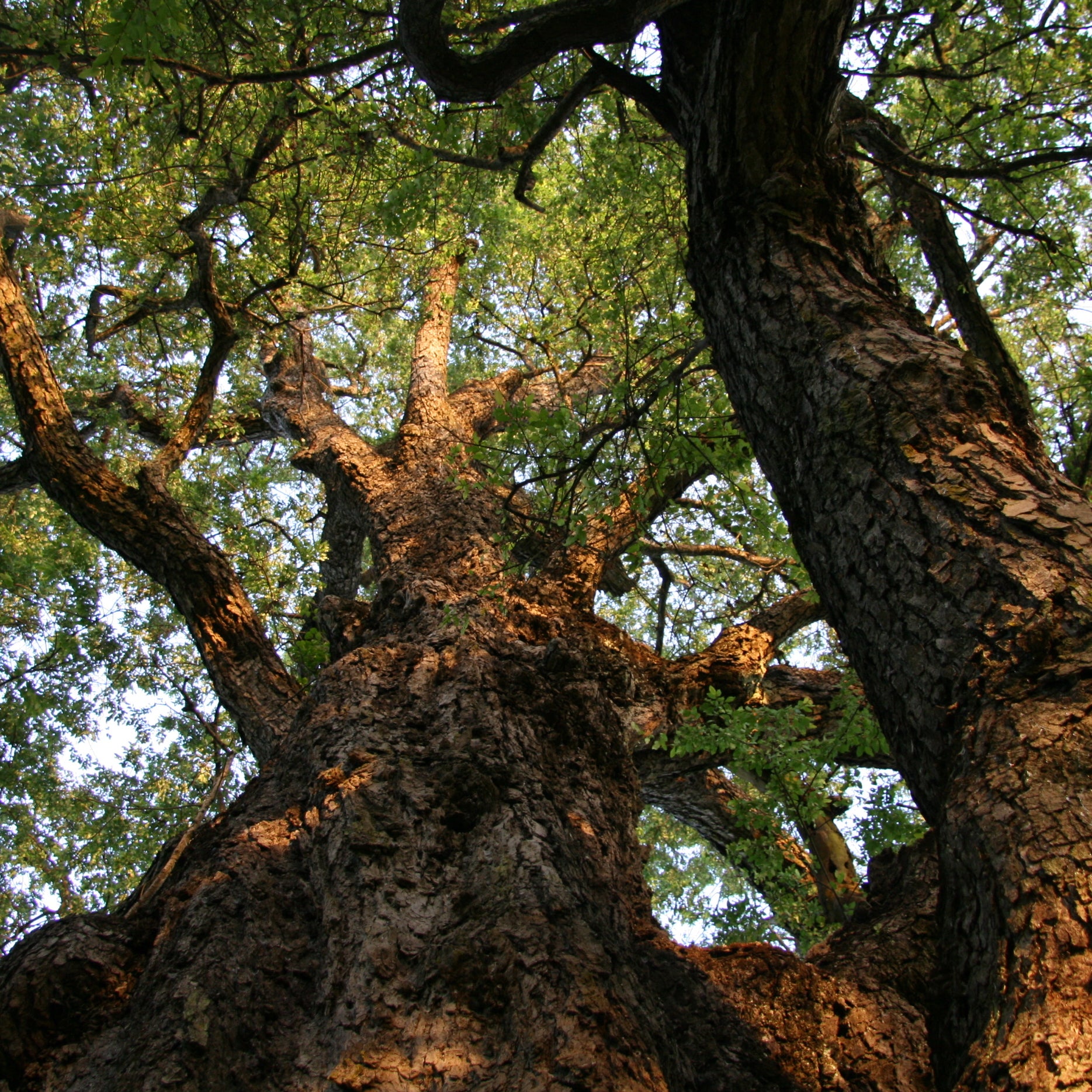 Roble