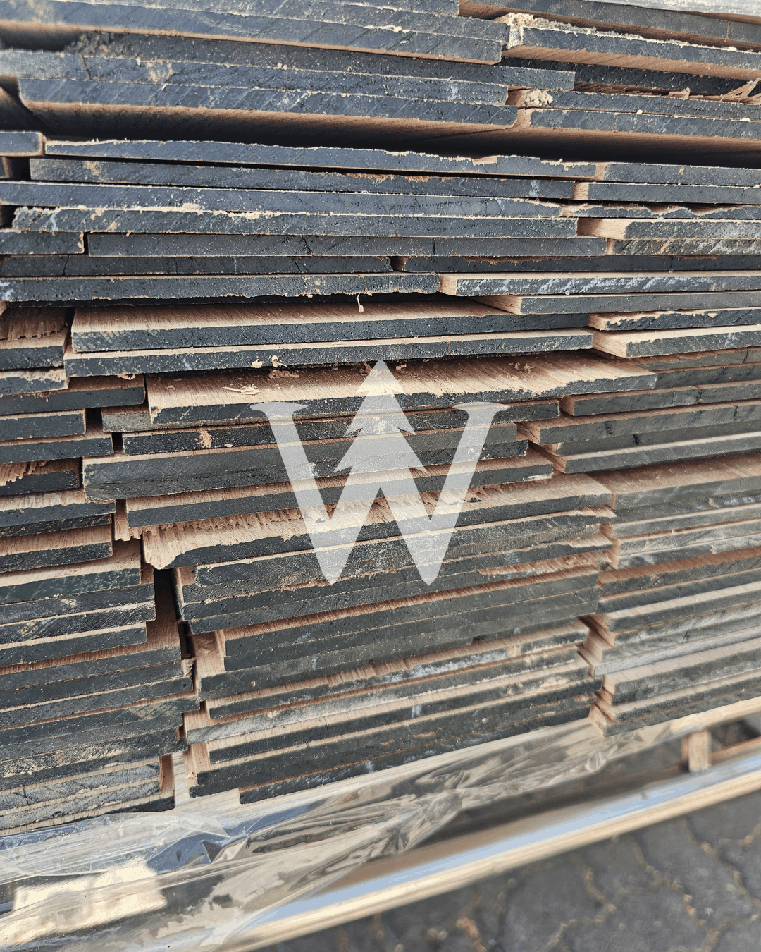 Tulipa de Roble Americano (Red Oak)