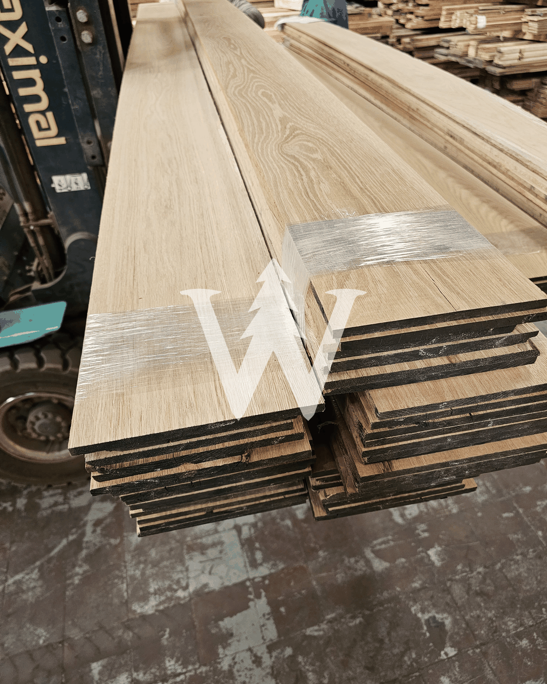 Tulipa de Roble Americano (Red Oak)