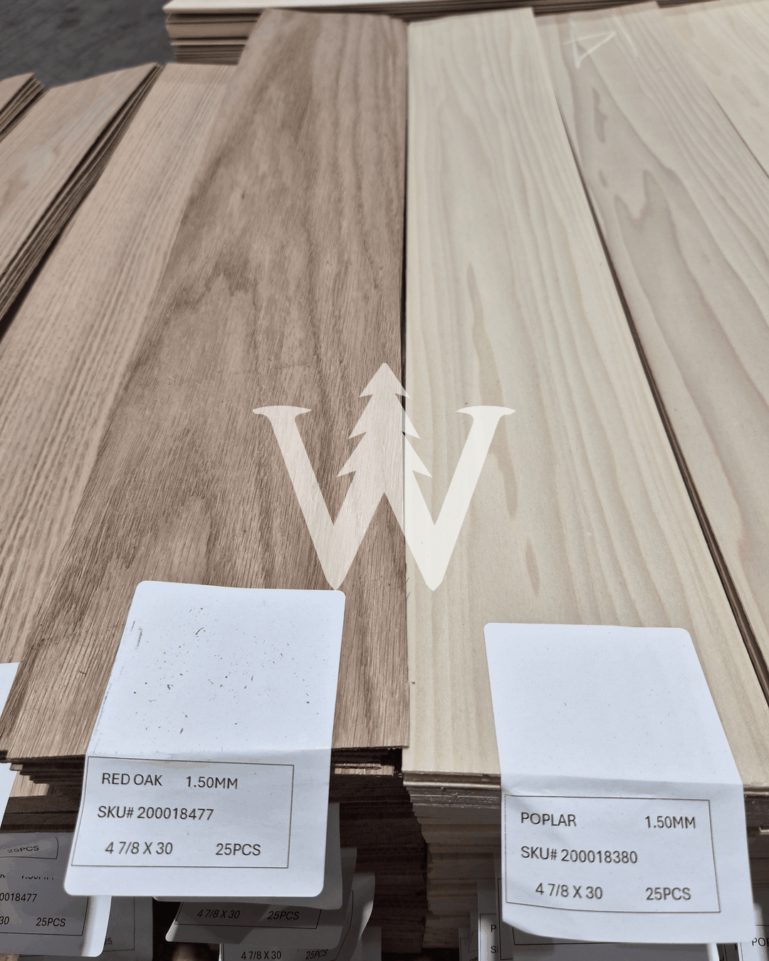 Tulipa de Roble Americano (Red Oak)