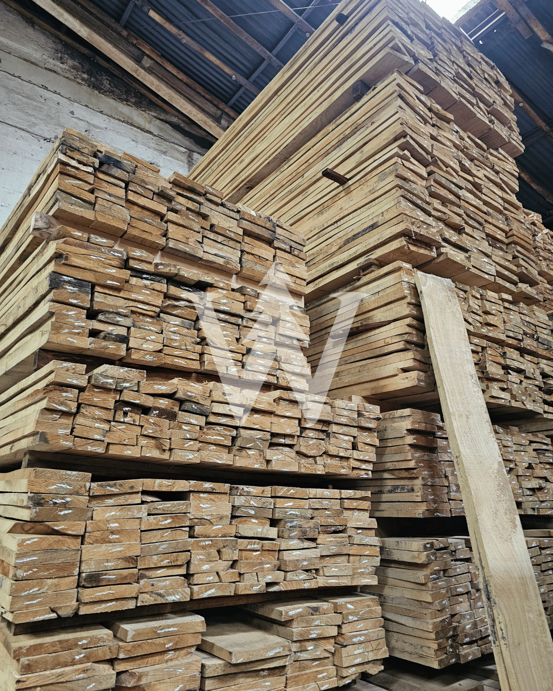 Castaño / Encina Blanca