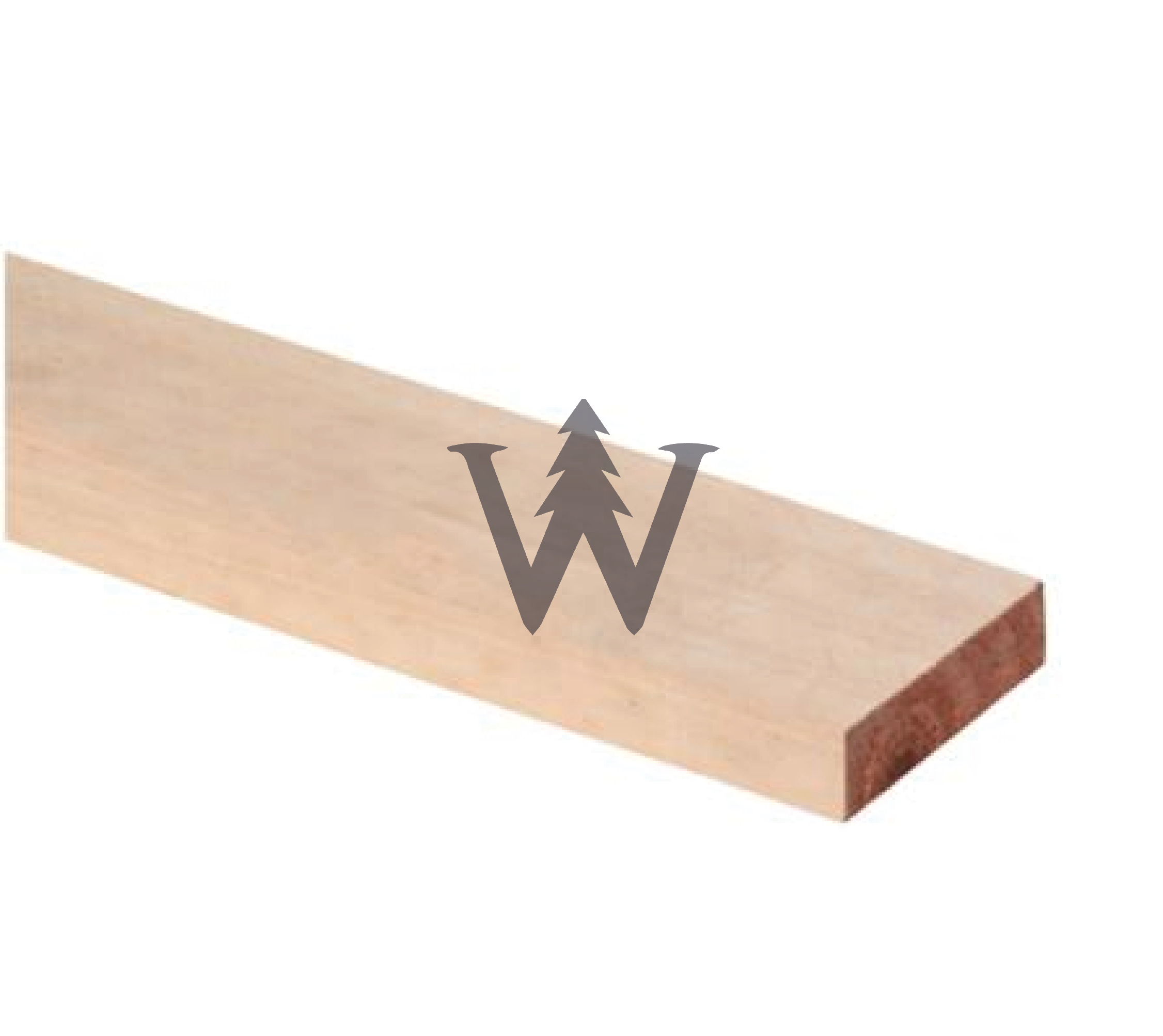 Pino insigne Seco dimensionado