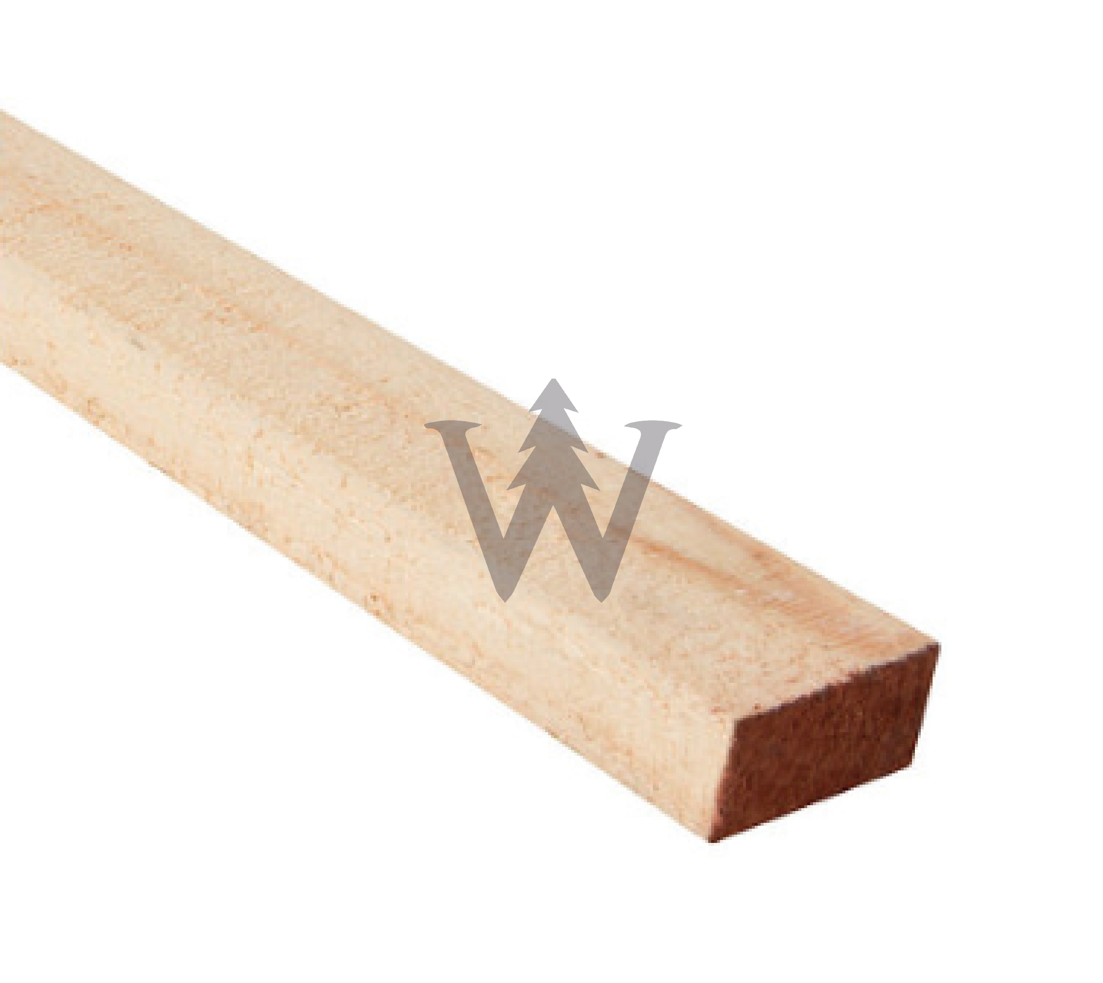 Pino insigne Seco dimensionado