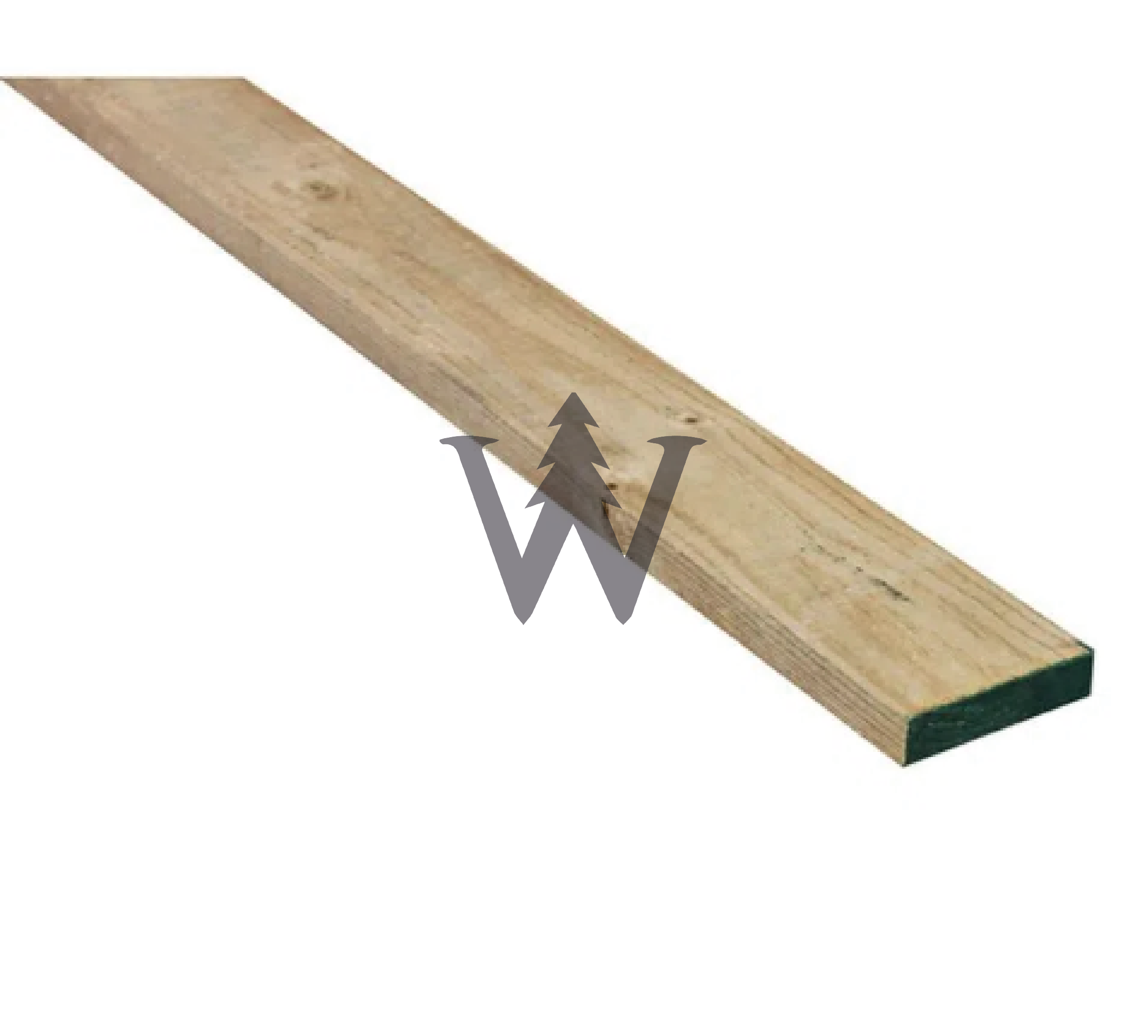 Pino insigne Verde dimensionado