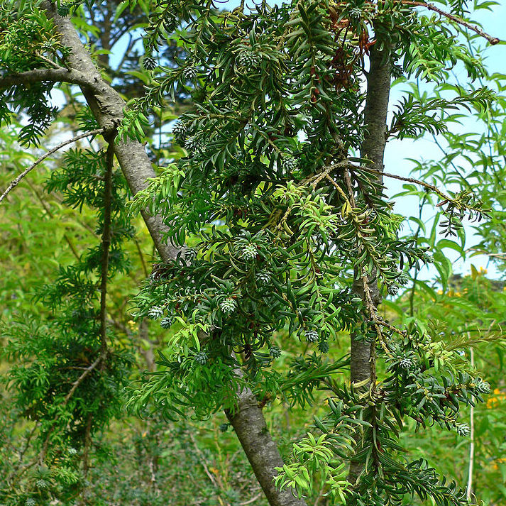 Mañio (Podocarpus salignus)