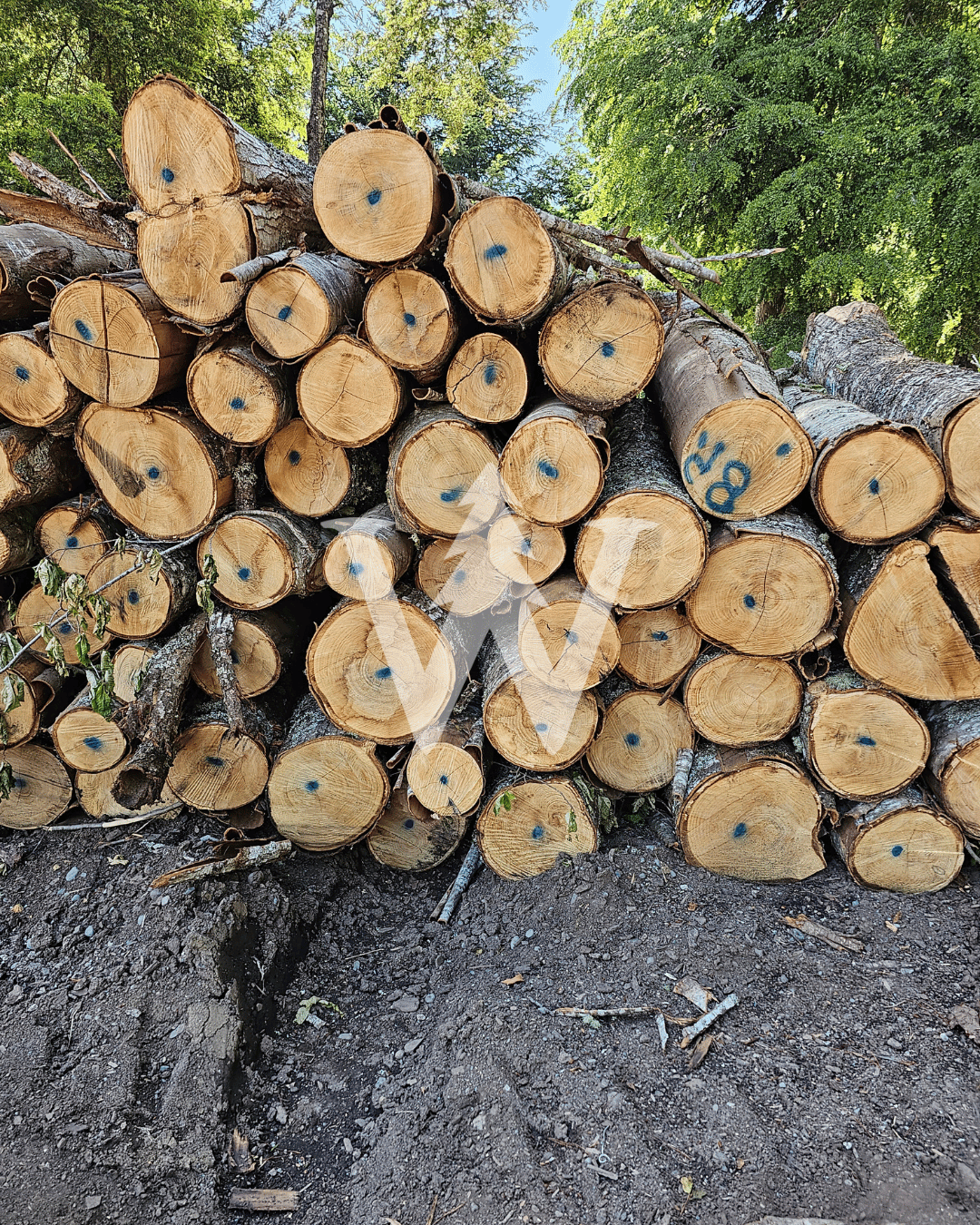Castaño / Encina Blanca