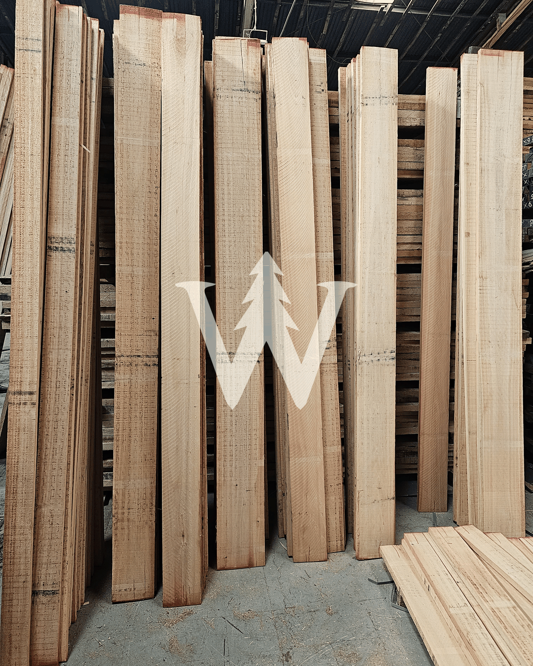 Madera Eucaliptus Grandis