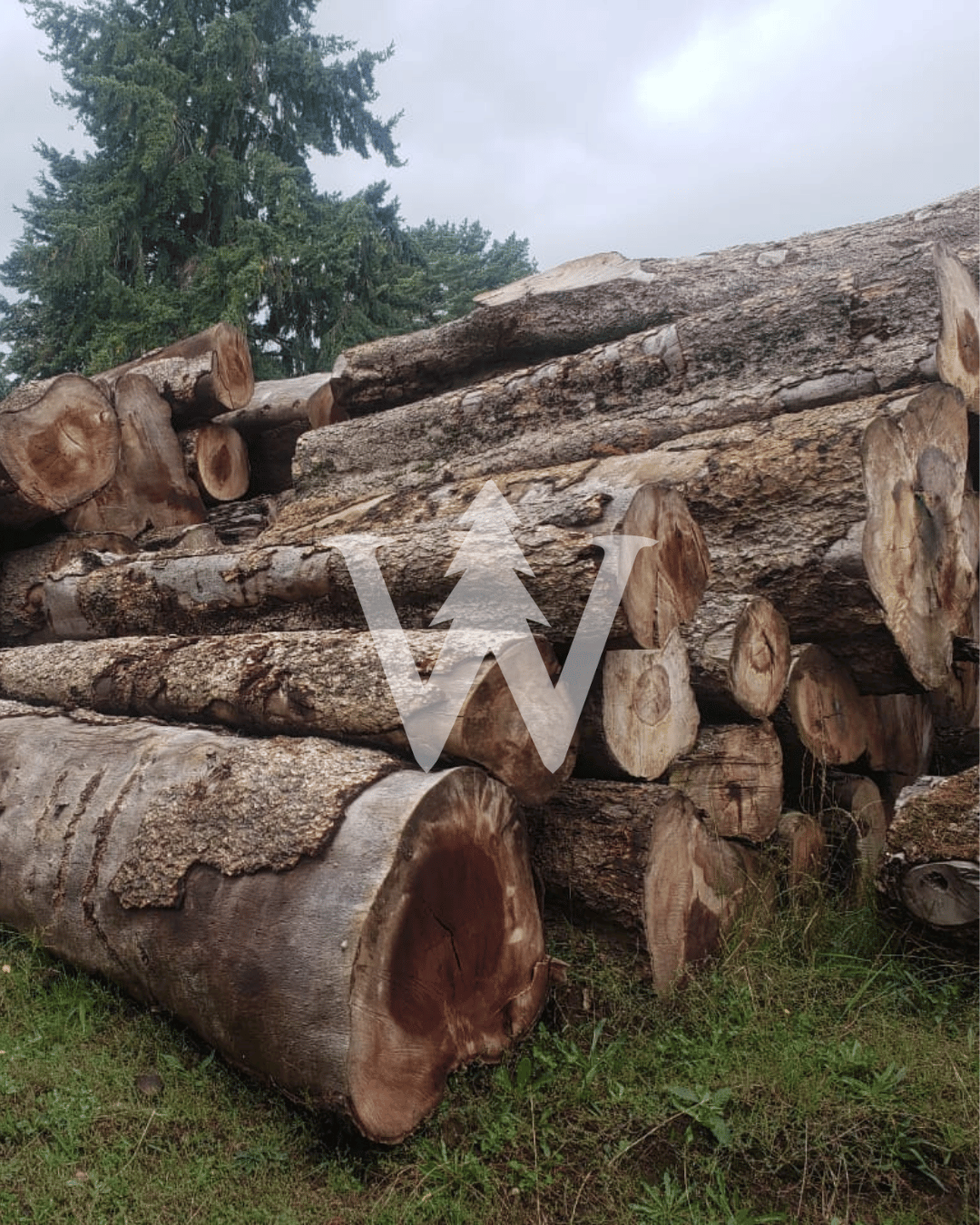 Maderas Aserradas - Laurel